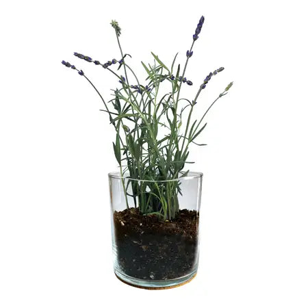 Flower Garden Jar Kit | Lavender