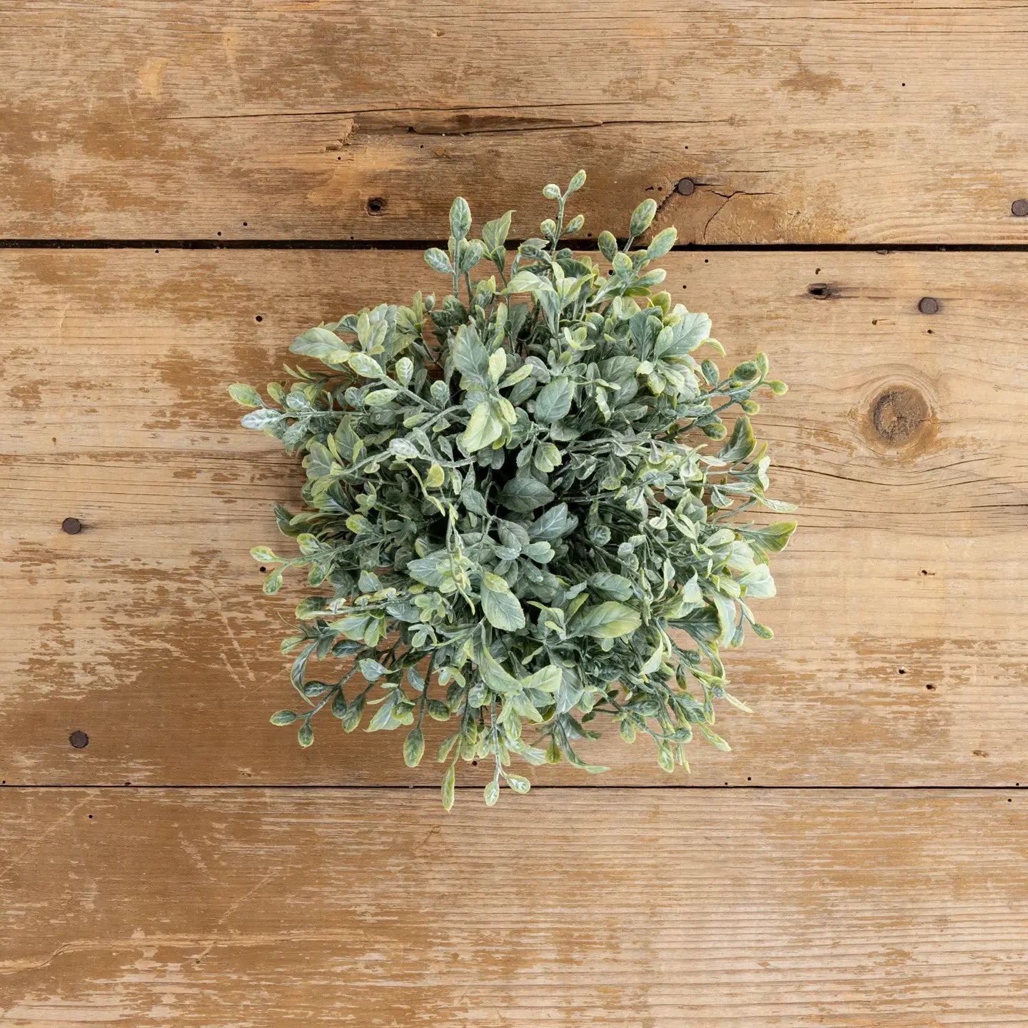 English Boxwood Half Sphere | 8"