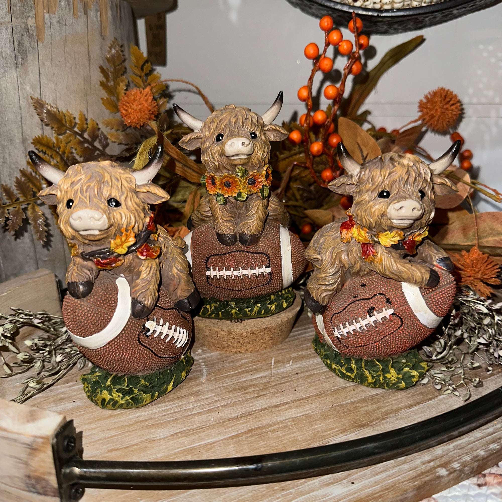 Harvest Highland Cow on Football