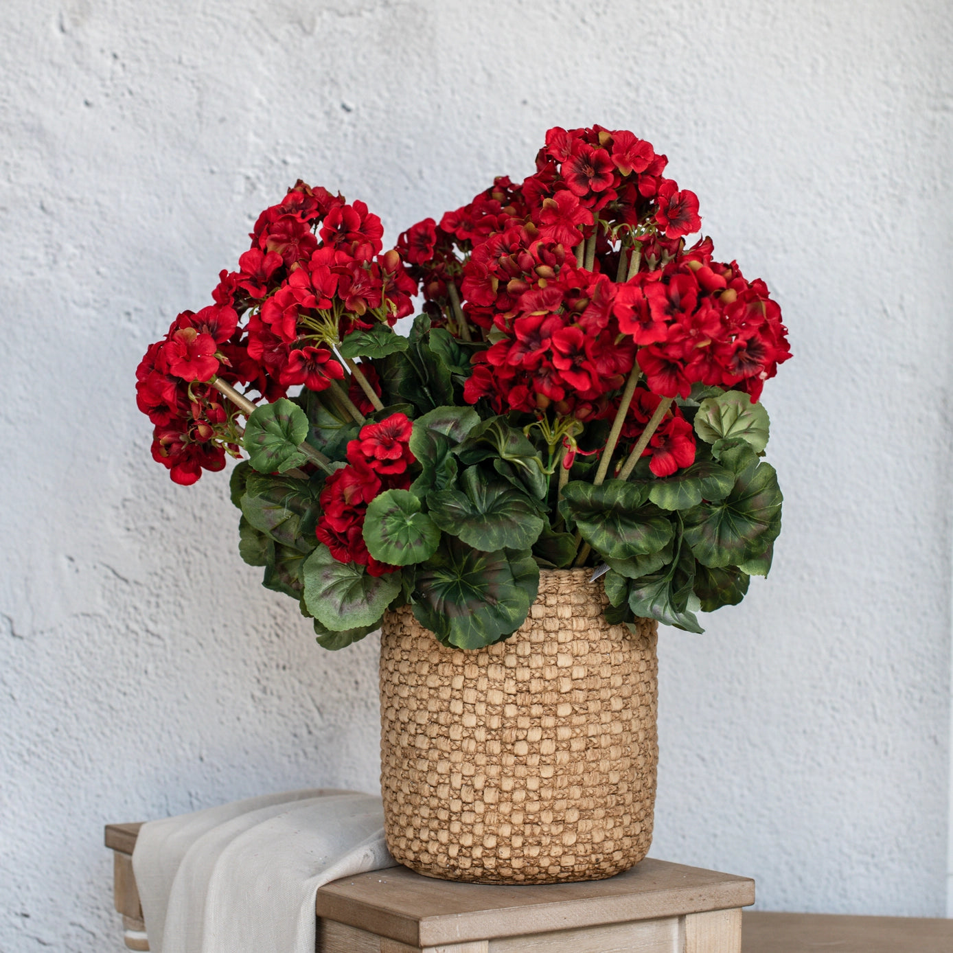 Geranium Bush | Red