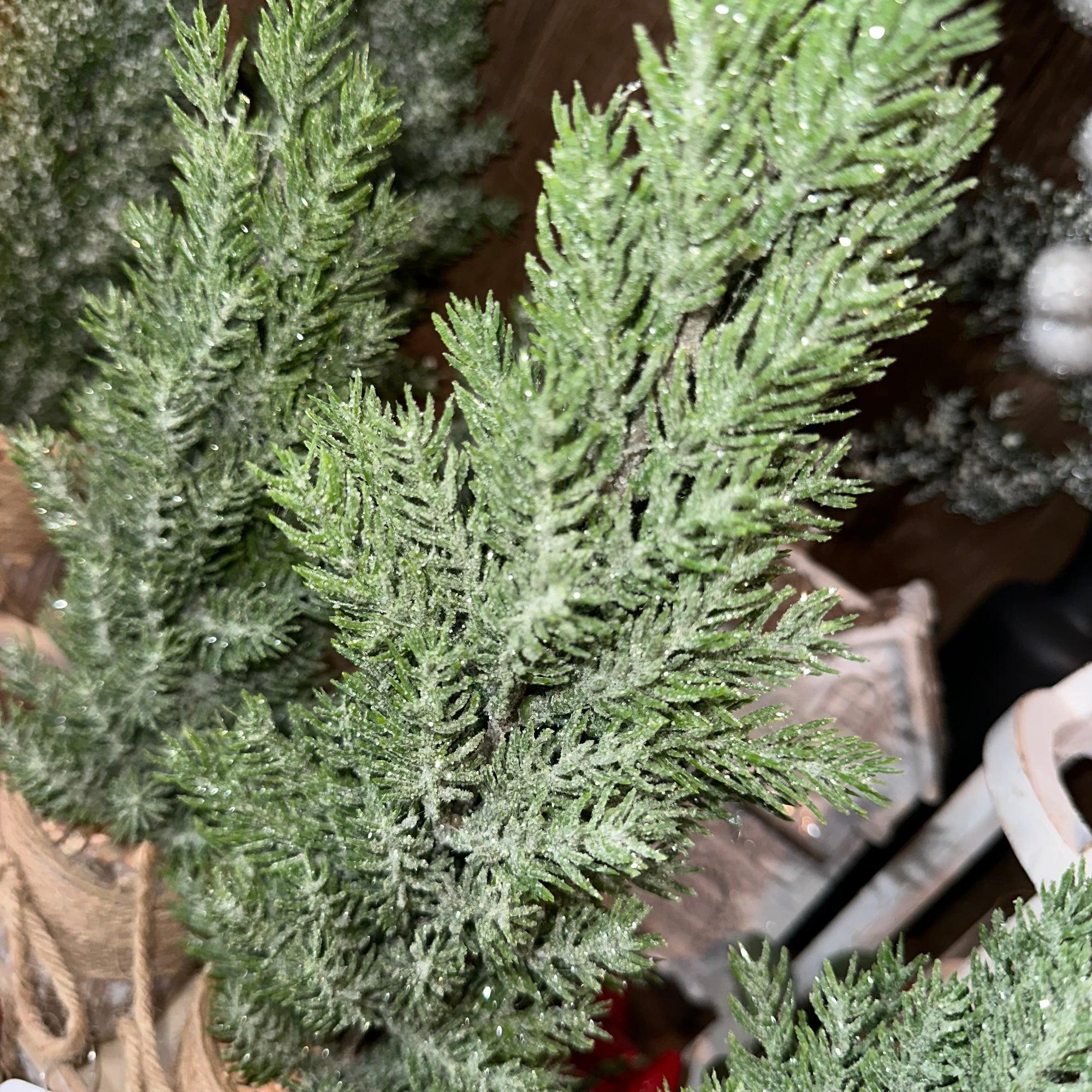 Potted Pine Trees on Tray