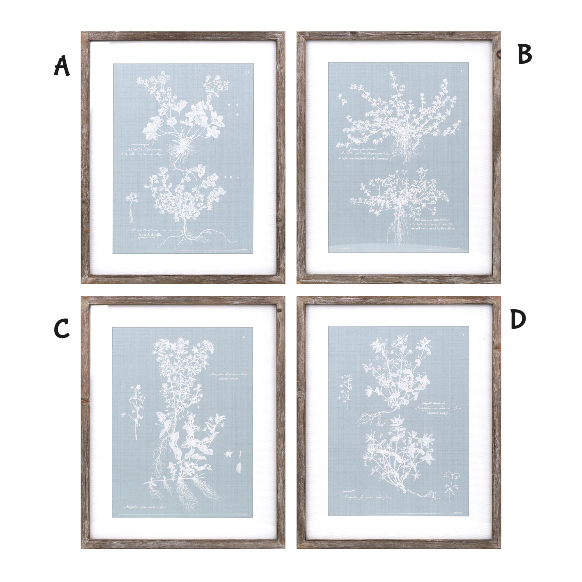 Botanical Framed Print | 19.5"