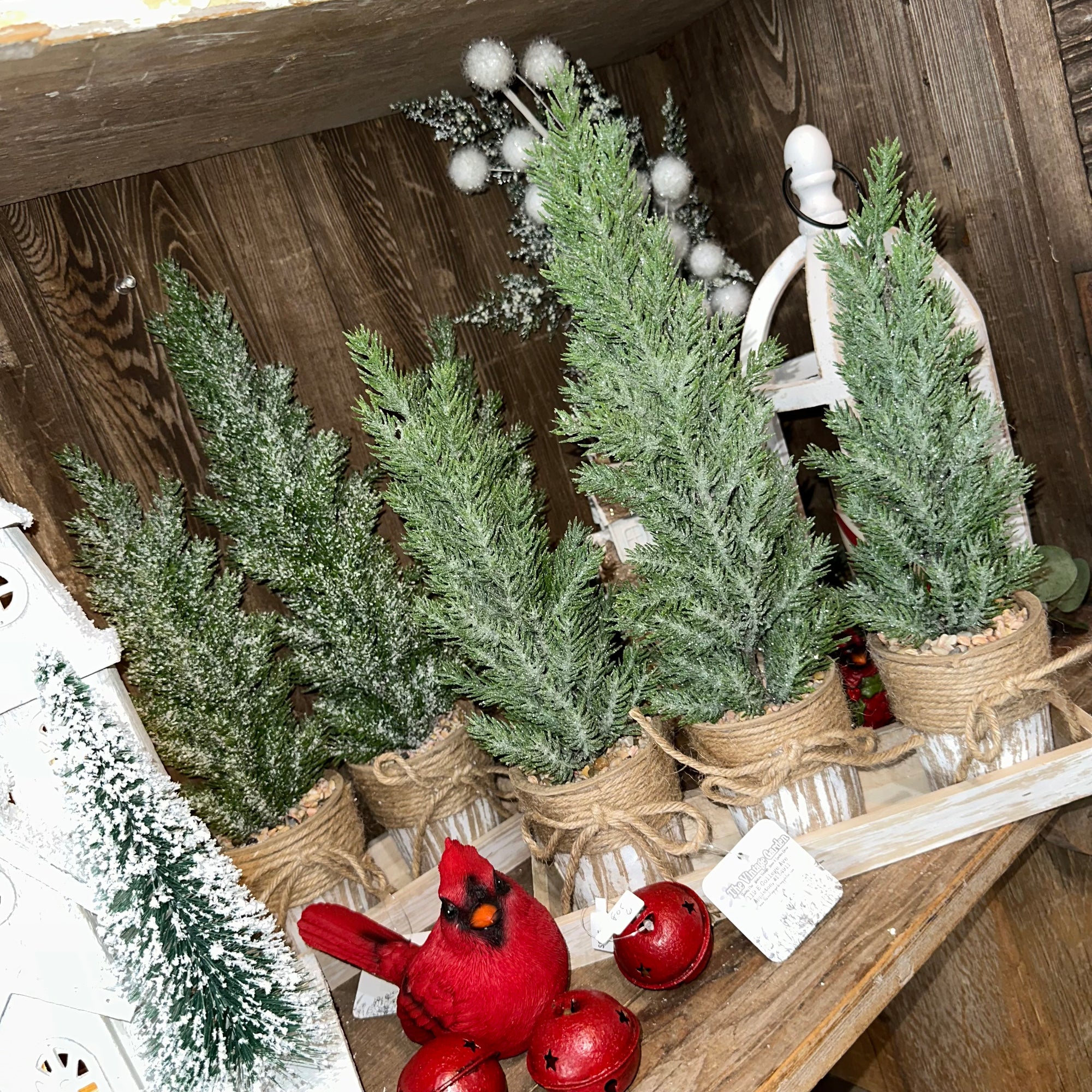 Potted Pine Trees on Tray