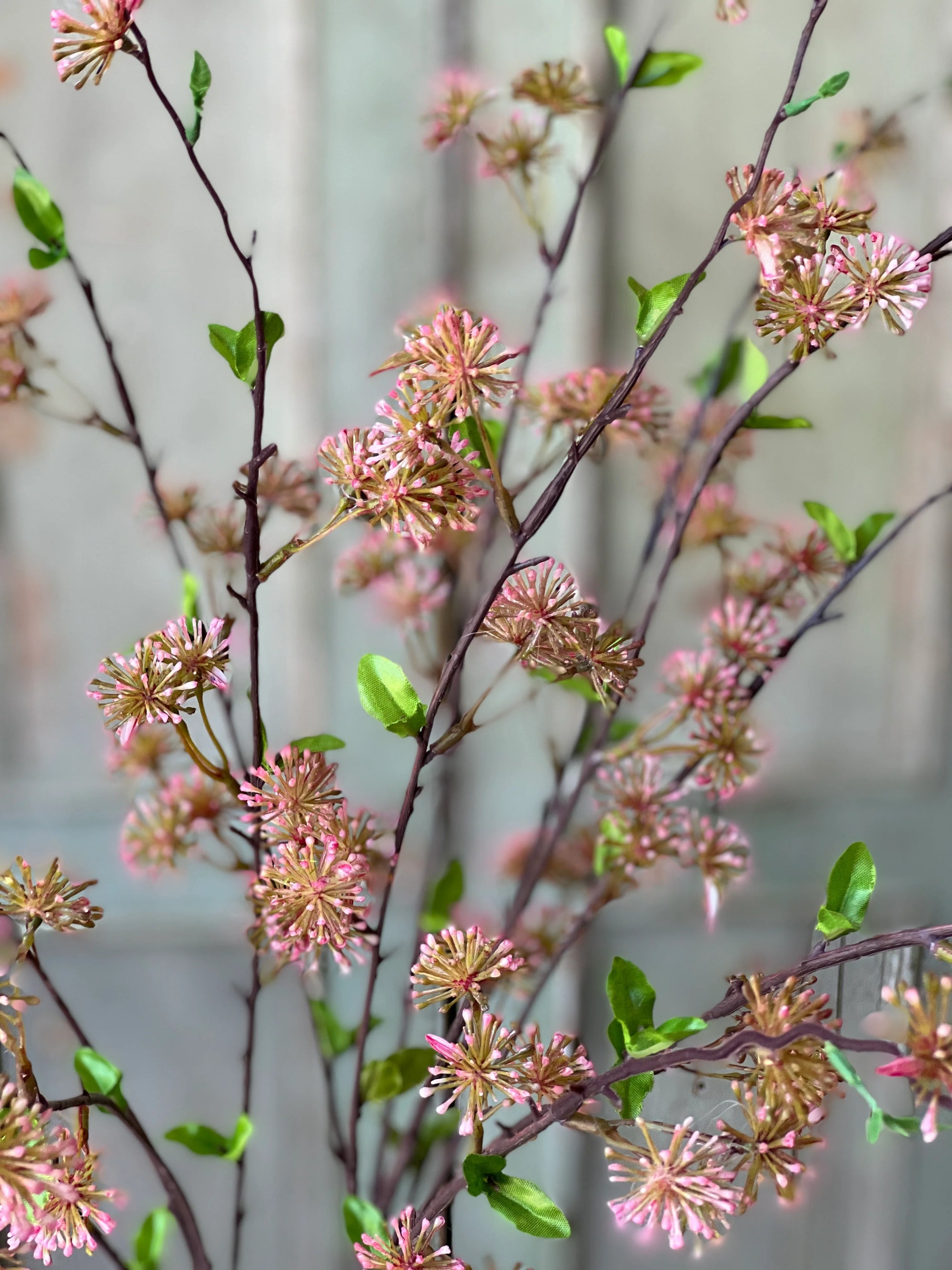 Starflower Blooms | Dusty Pink