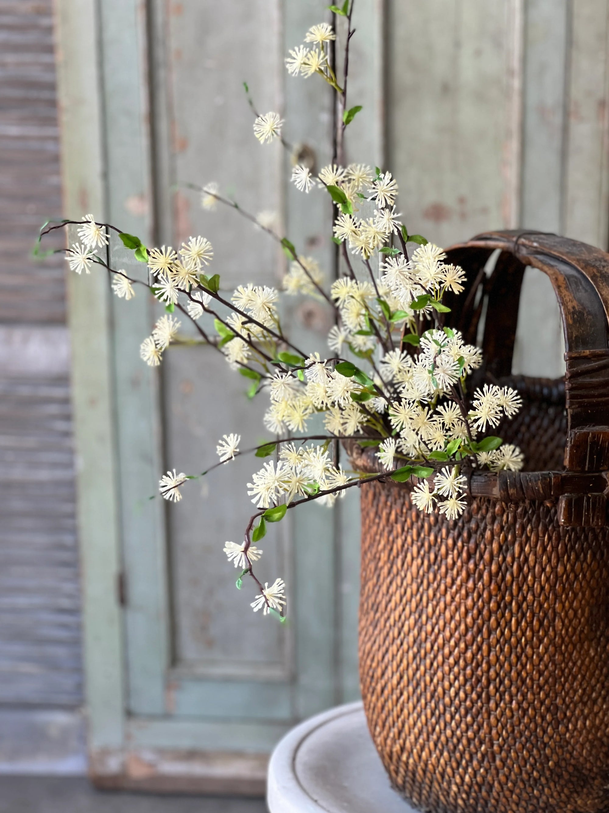 Starflower Blooms | Cream