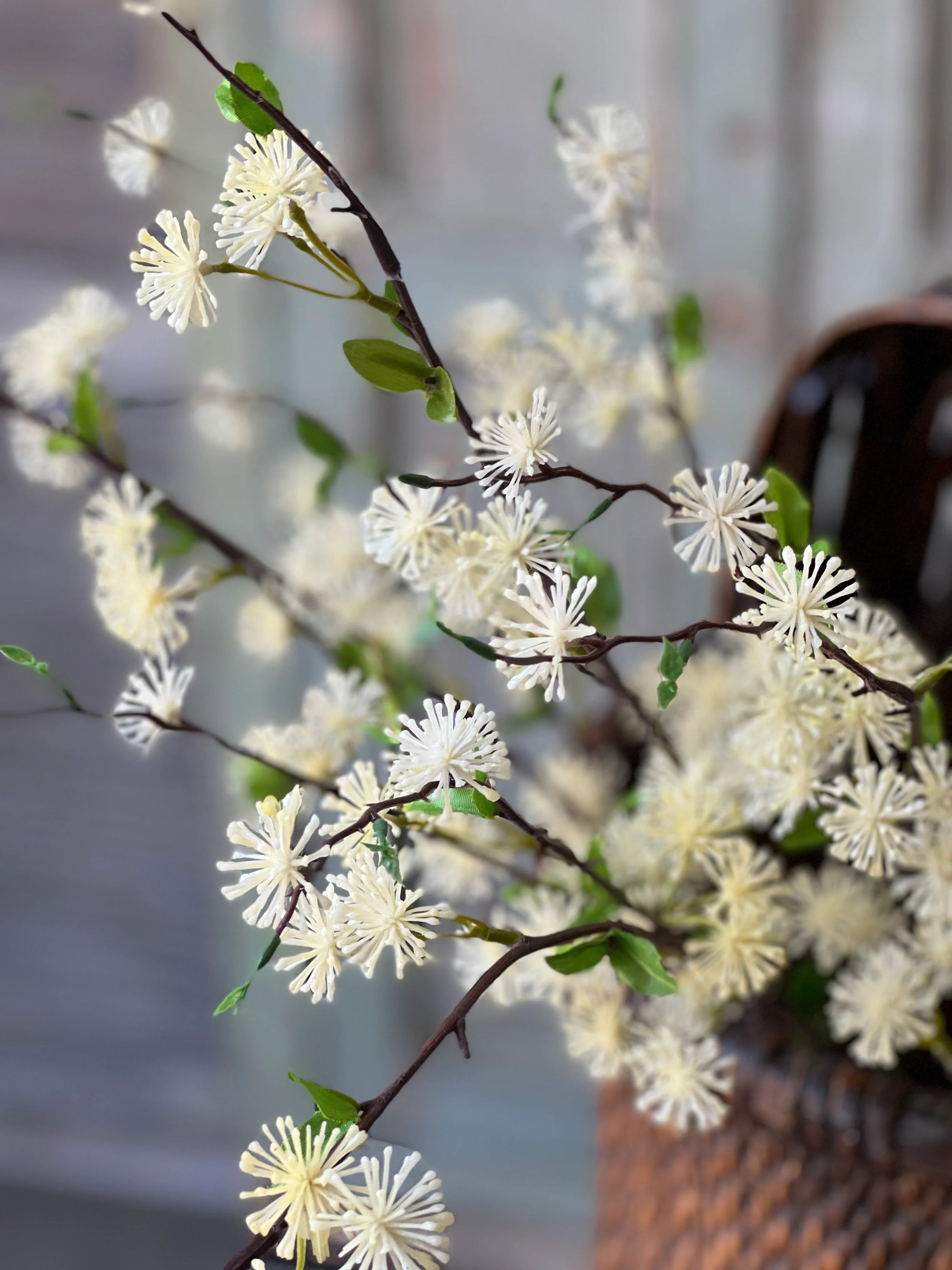 Starflower Blooms | Cream