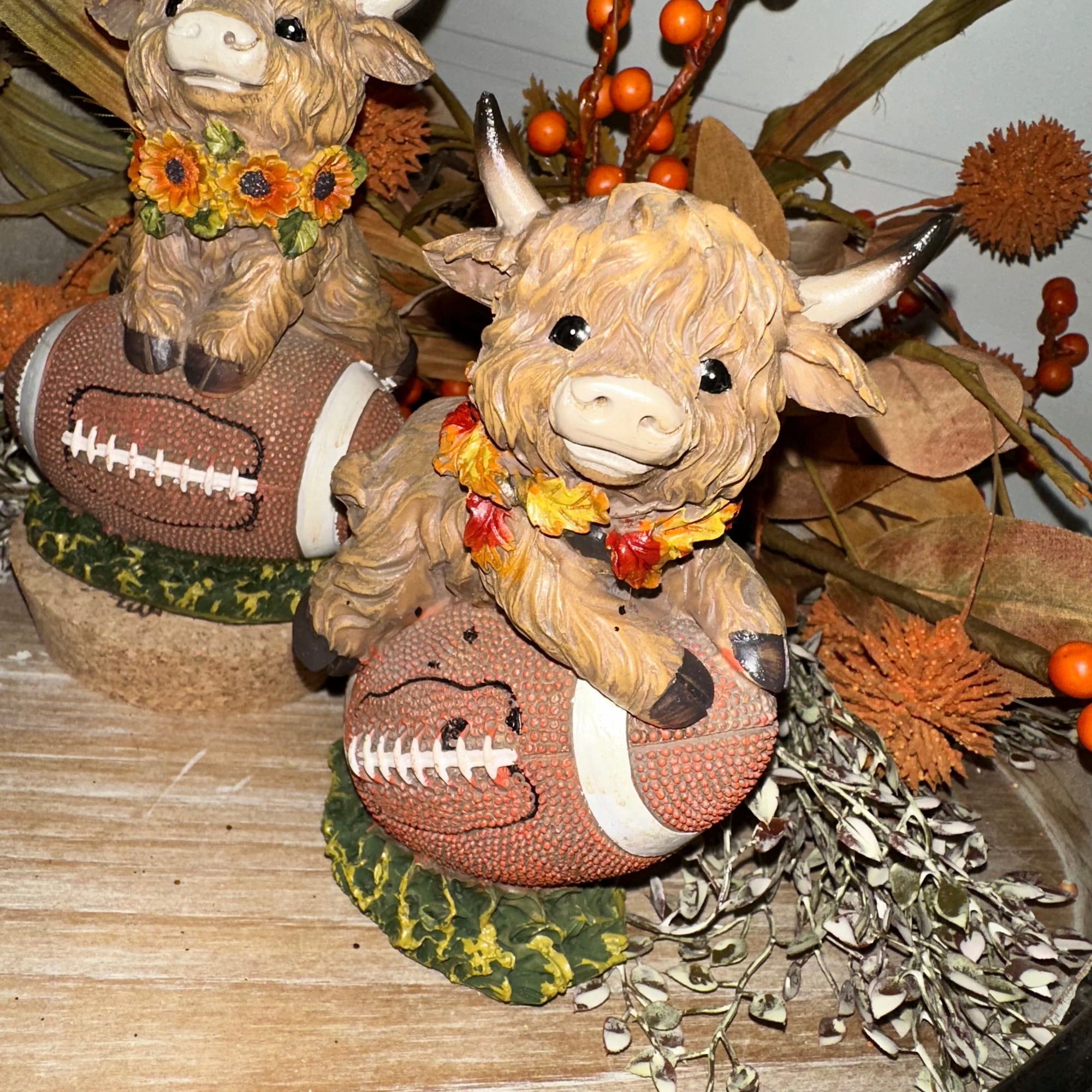 Harvest Highland Cow on Football