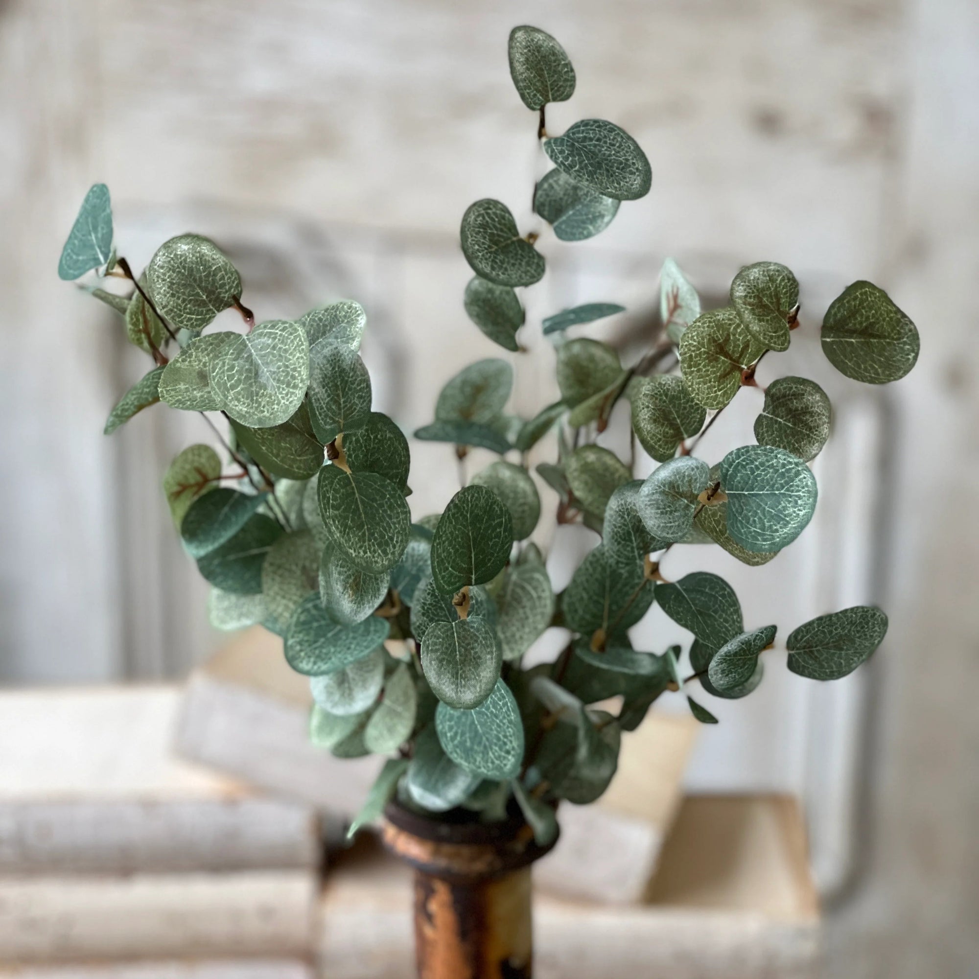 Garden Eucalyptus Candle Bush | 19"