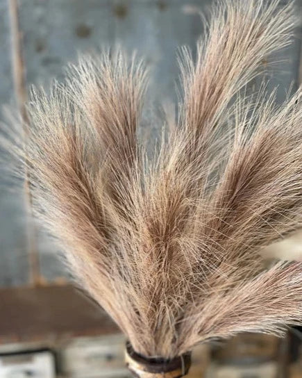 Tawny Plume Grass Bush | 24"