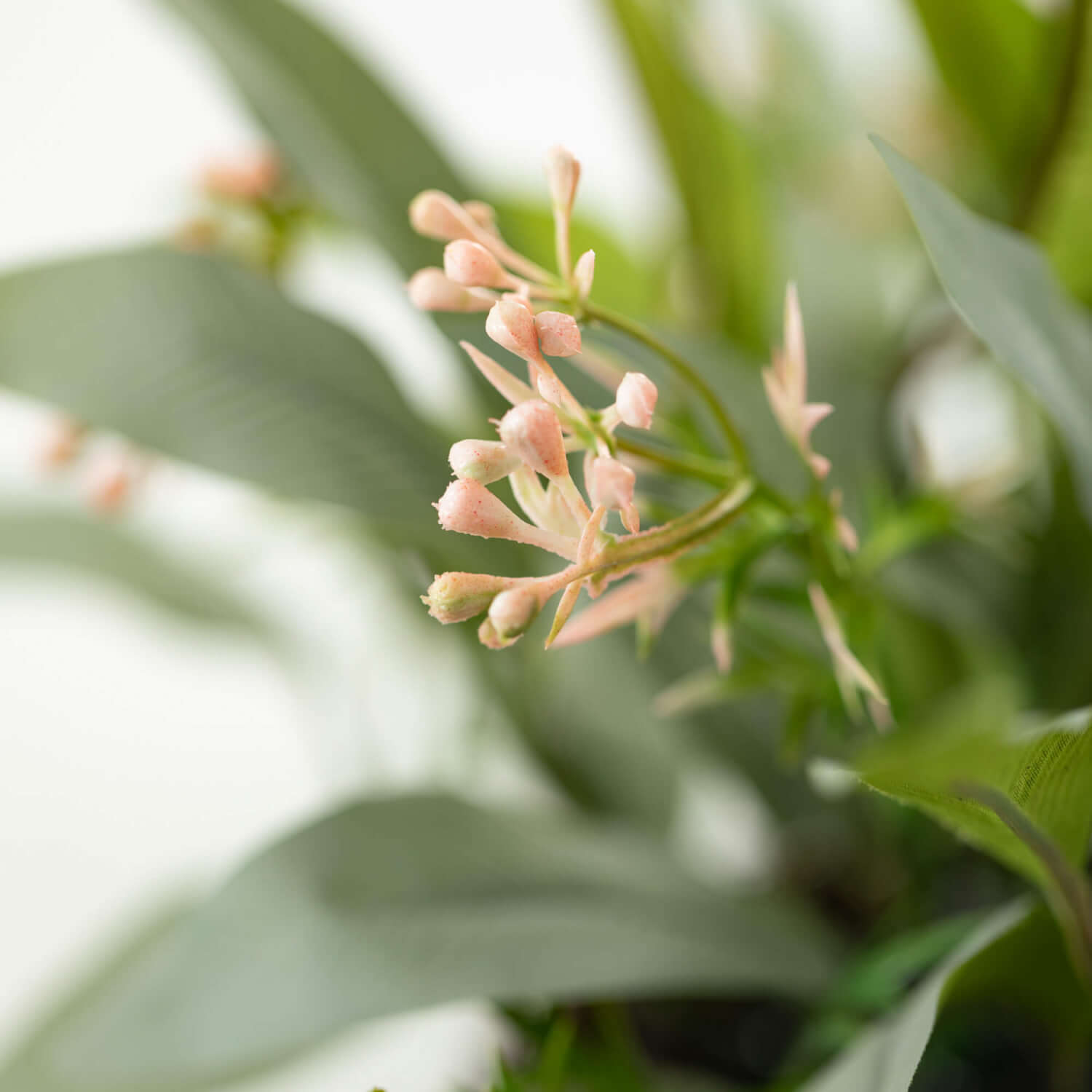 Blade Eucalyptus Pick | 18.5"
