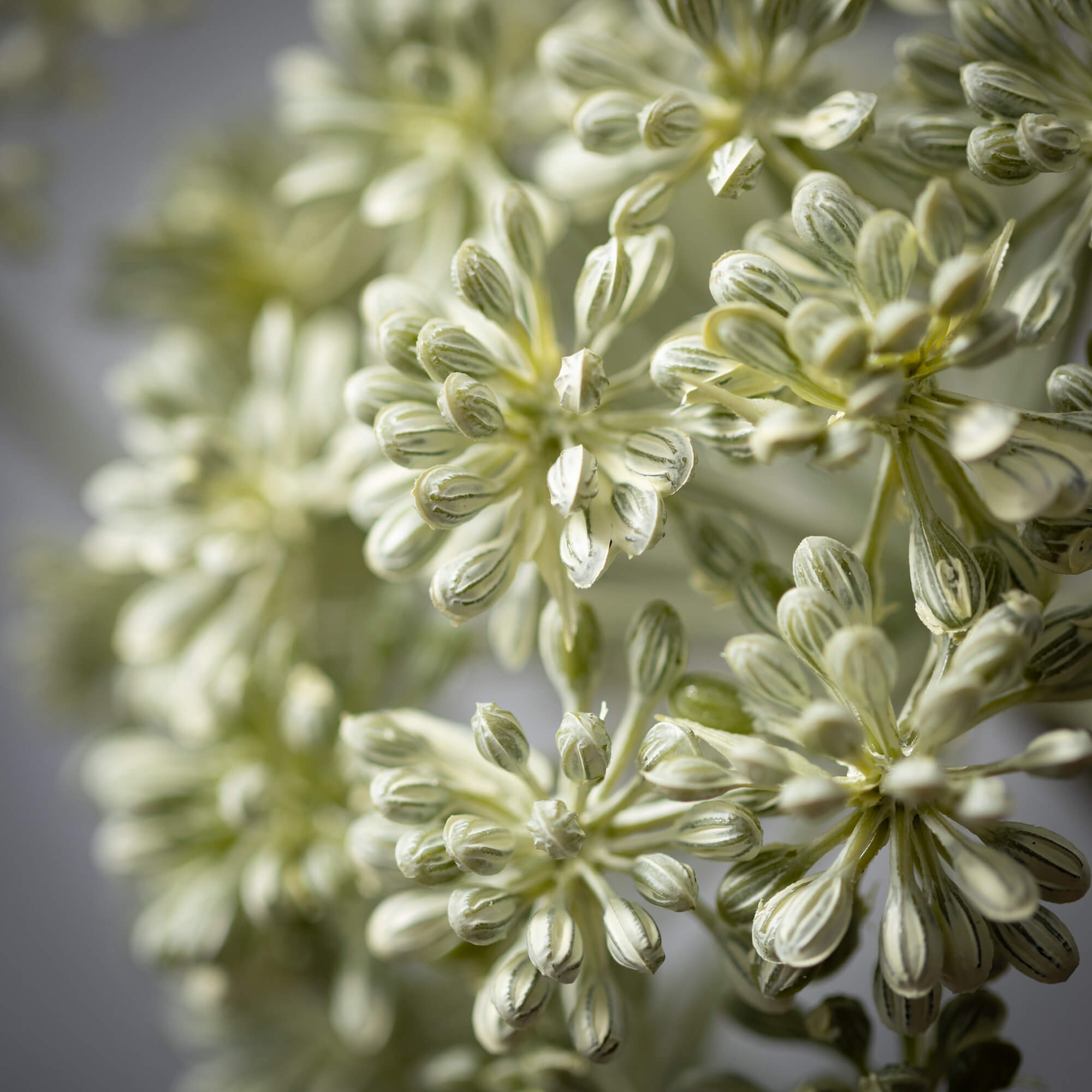 Seed Pod Spray | 30"