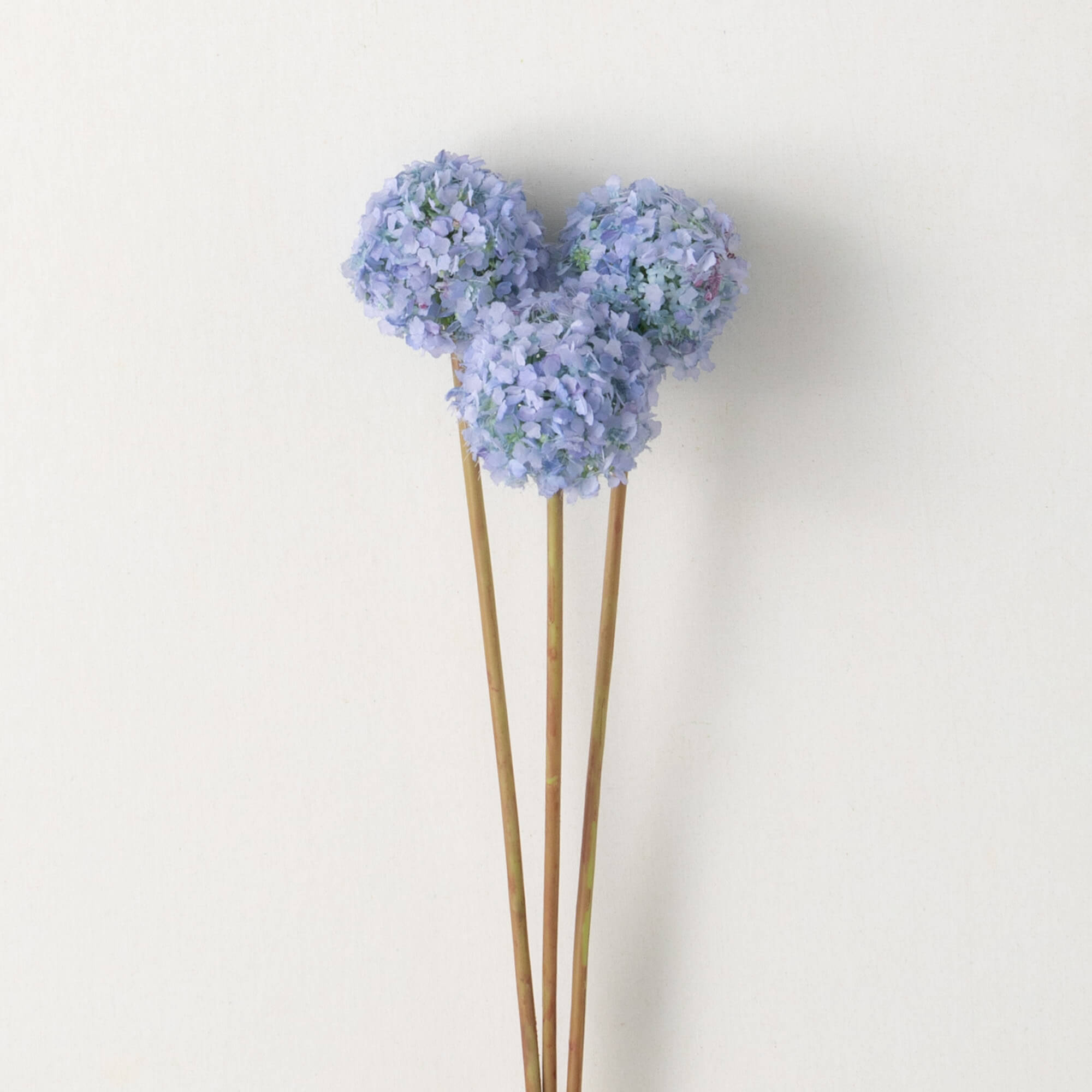 Allium Flower Bud Stem | Pink, White, Purple