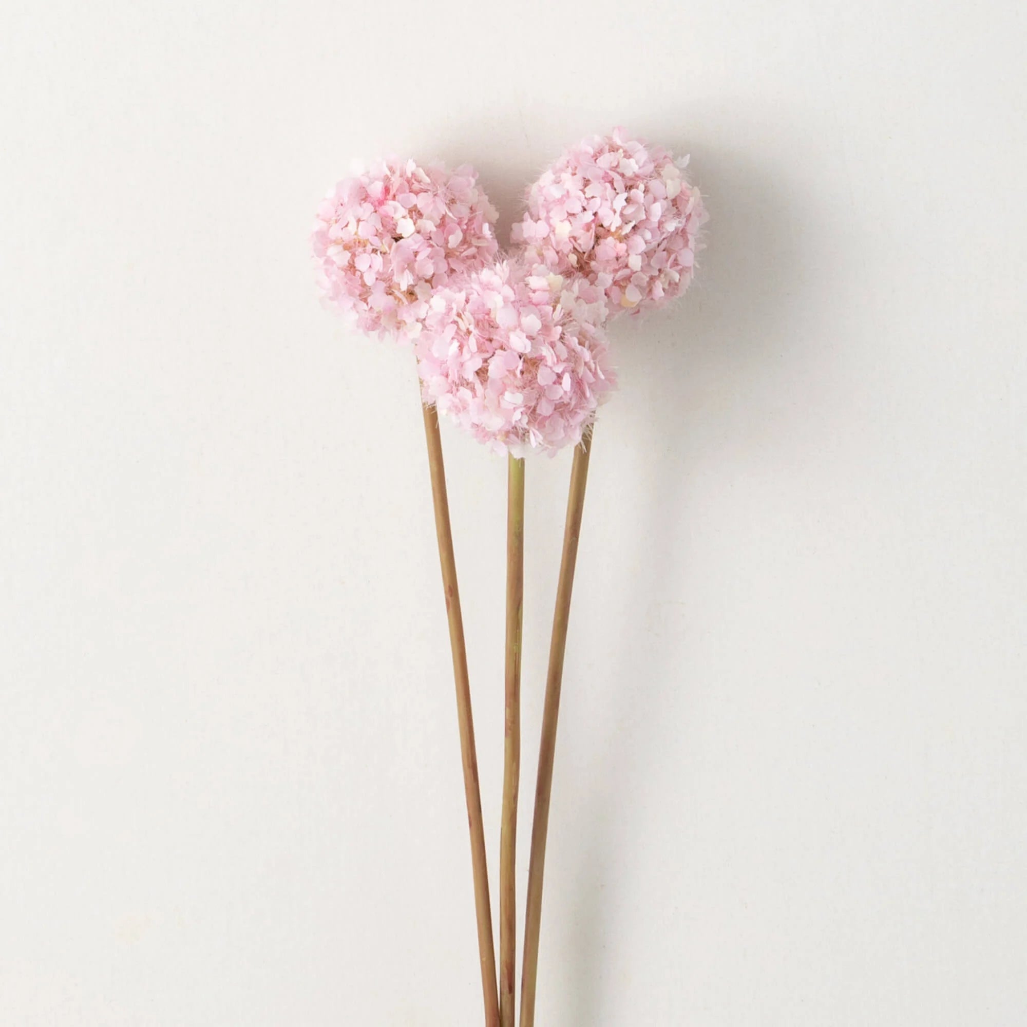 Allium Flower Bud Stem | Pink, White, Purple