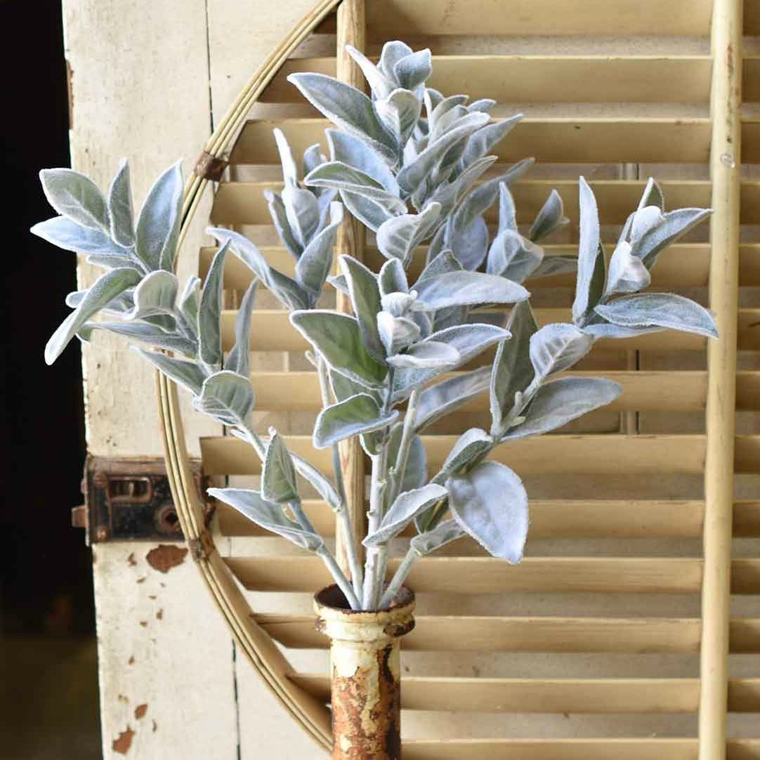 Lamb's Ear Luster Bush