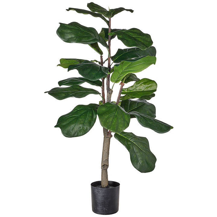 Fiddle Leaf Fig Potted Tree | 3' & 6'
