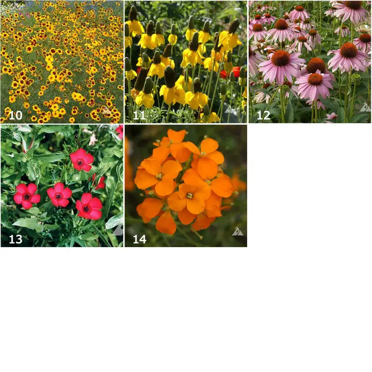 Scatter Garden | Wildfowers
