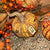 Harvest Sentiment Corn Kernal Pumpkin