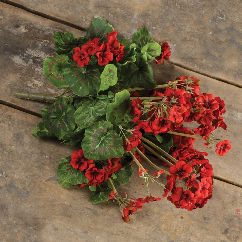 Geranium Bush | Red