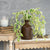 Pothos Leaf Vine
