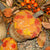 Harvest Acorn Sitter