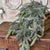 Frosted White Spruce Hanging Bush | 34"