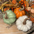 Squatty Harvest Pumpkin