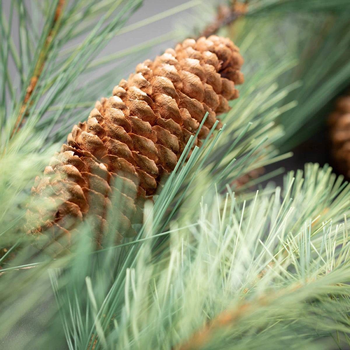 Wispy Pine Hanging Vine | 4&#39;