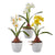 Daffodil Potted | Real Touch