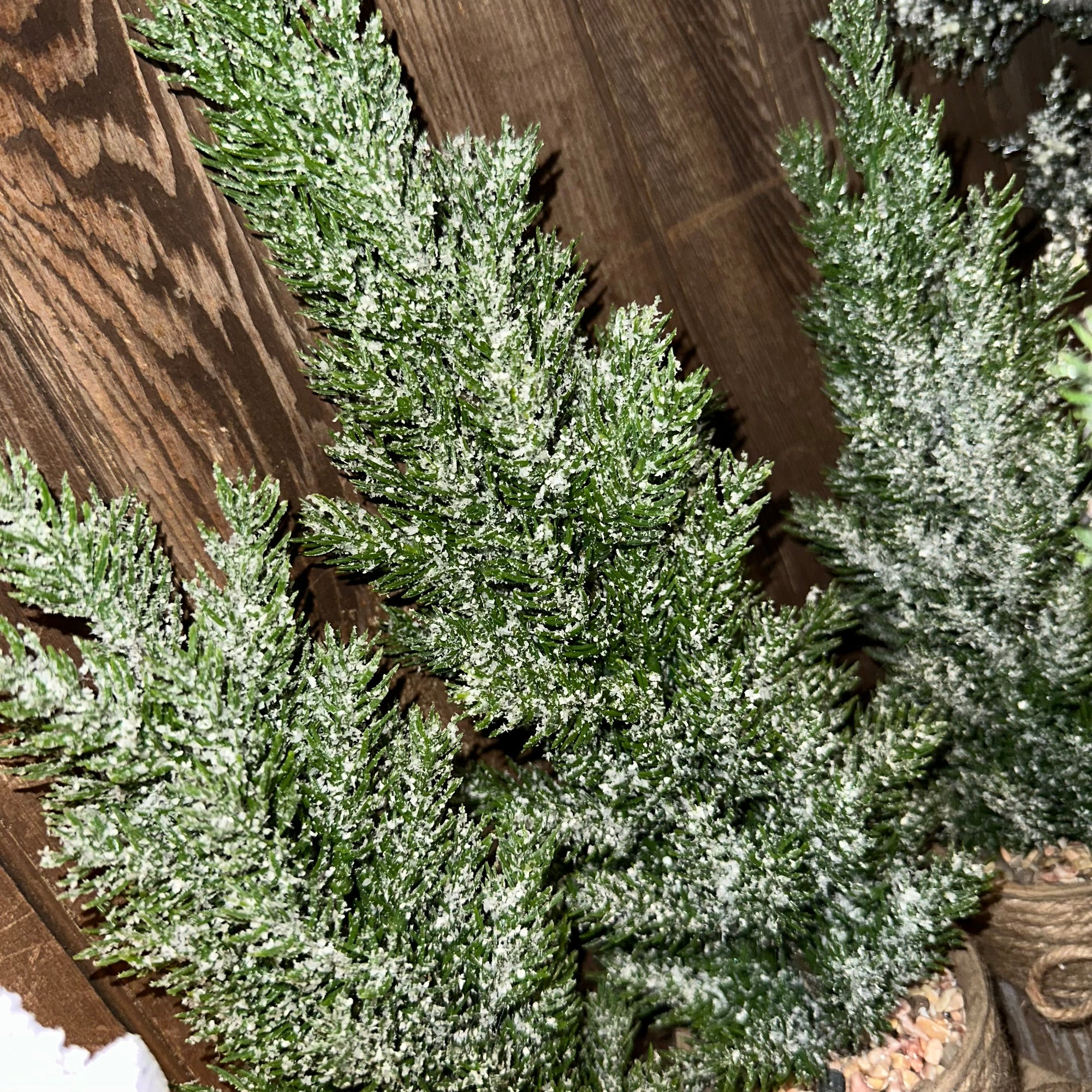 Potted Pine Trees on Tray