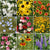 Scatter Garden | Wildfowers