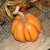 Squatty Harvest Pumpkin