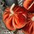 Dark Orange Velvet Pumpkin | Fabric