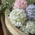 Allium Flower Bud Orb | Pink, White, Purple