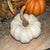 Squatty Harvest Pumpkin