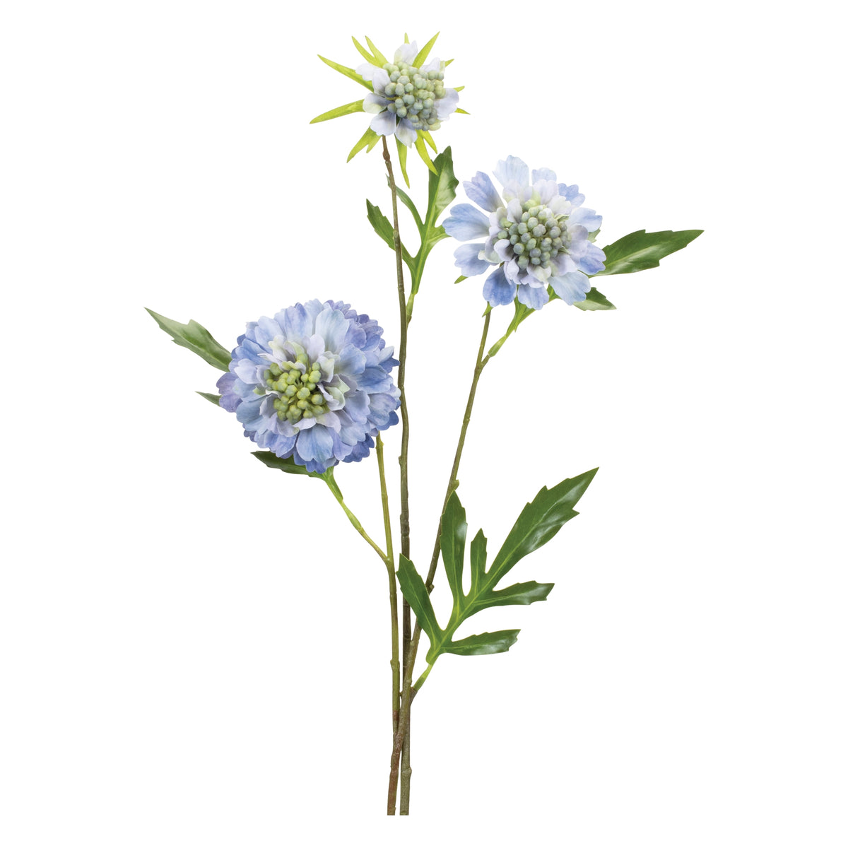 Wildflower Stem | Scabiosa