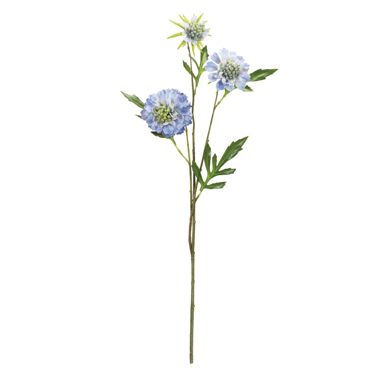 Wildflower Stem | Scabiosa