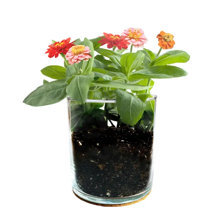 Flower Garden Jar Kit | Mom