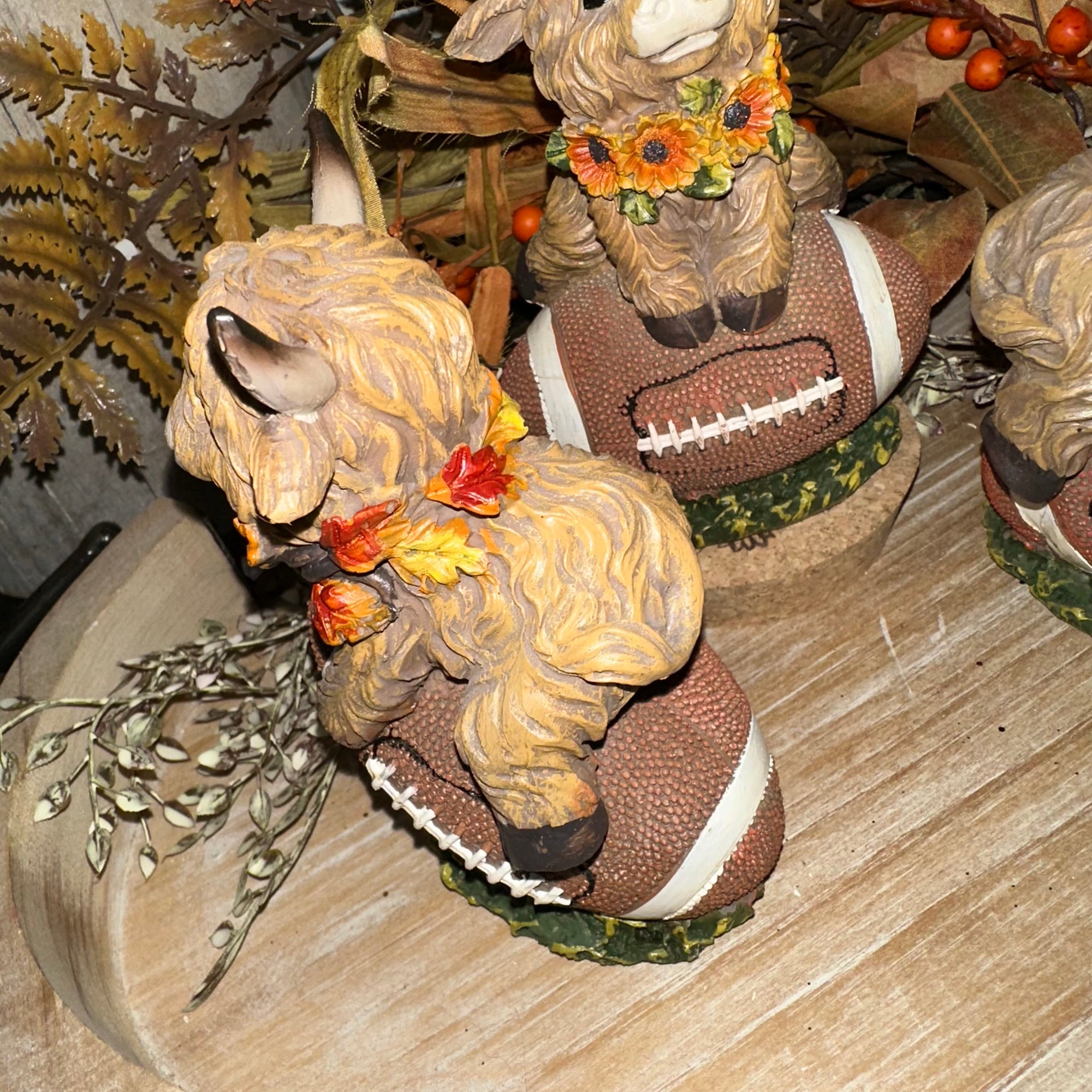 Harvest Highland Cow on Football