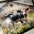 Spring Cow & Barn Scene | Wall Art