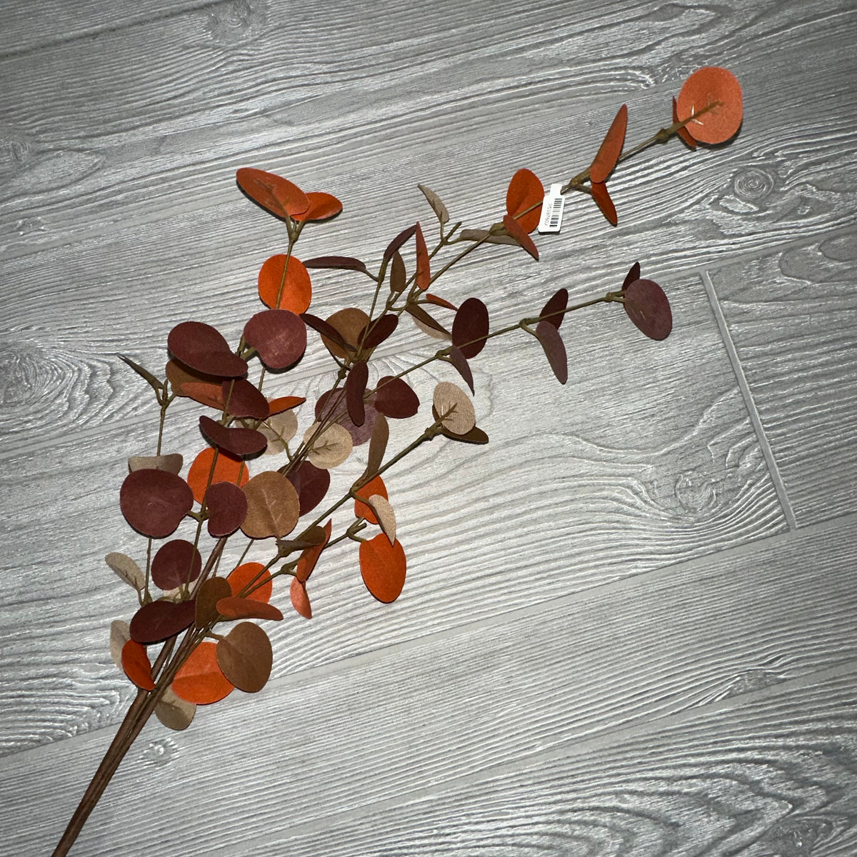 Harvest Eucalyptus Stem