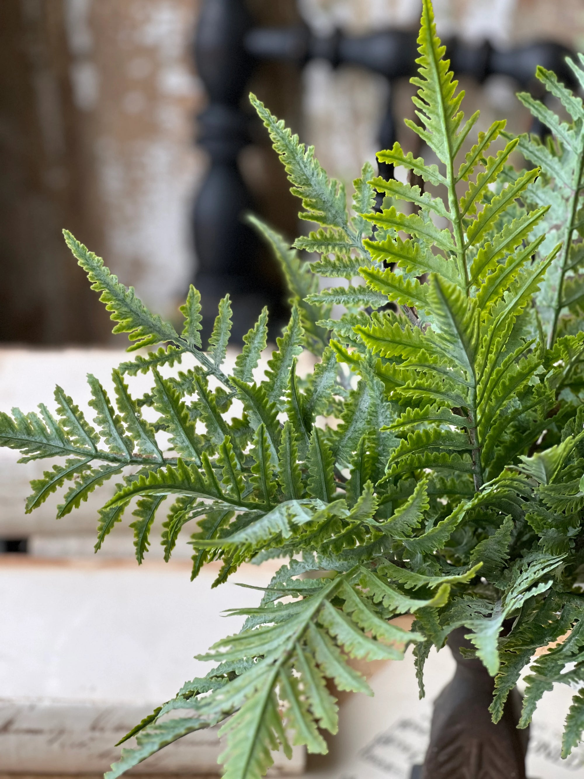 Boston Fern Bush | Soft Touch