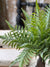 Boston Fern Bush | Soft Touch