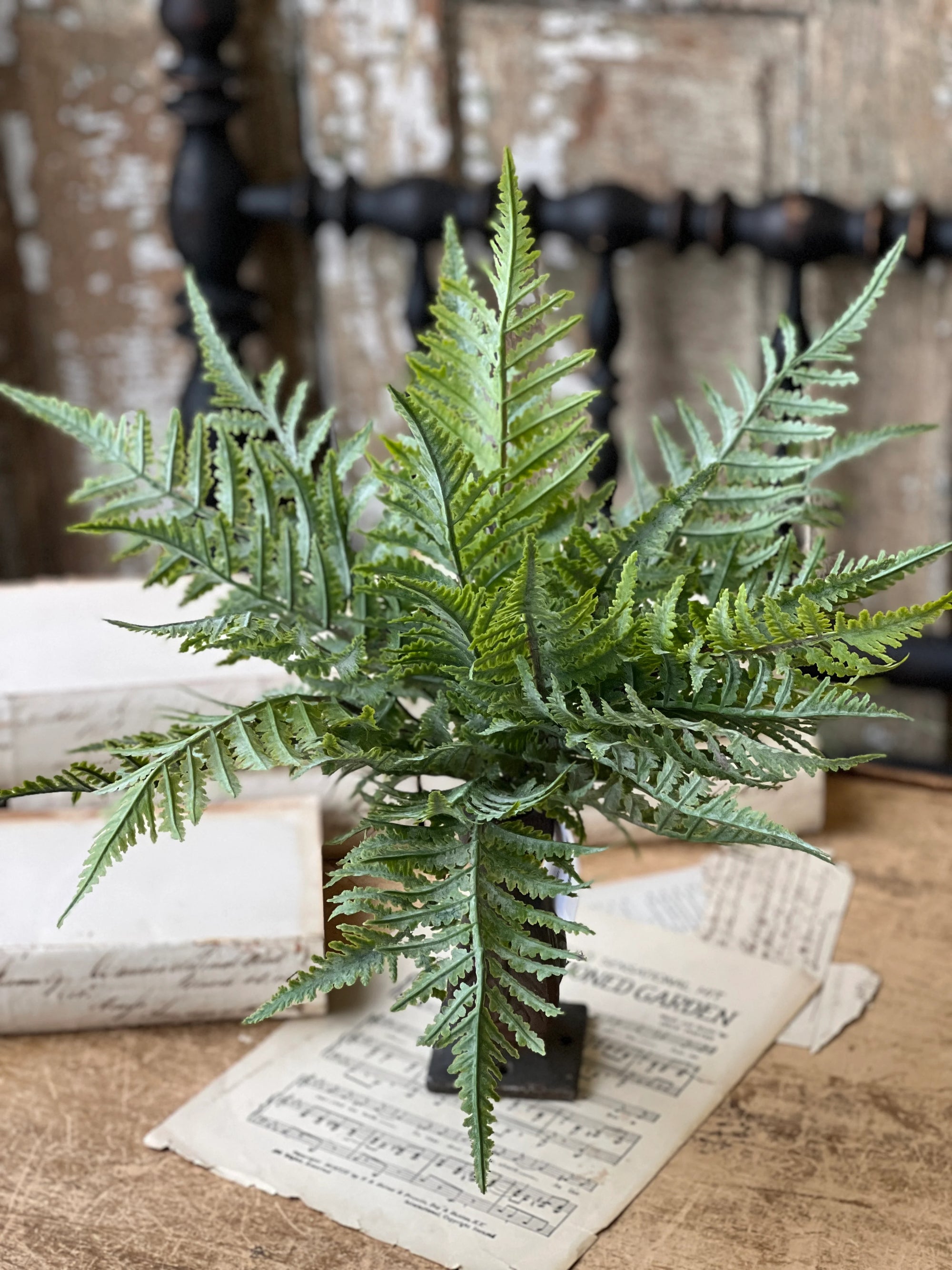 Boston Fern Bush | Soft Touch