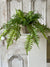 Boston Fern in Hanging Basket