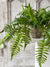 Boston Fern in Hanging Basket