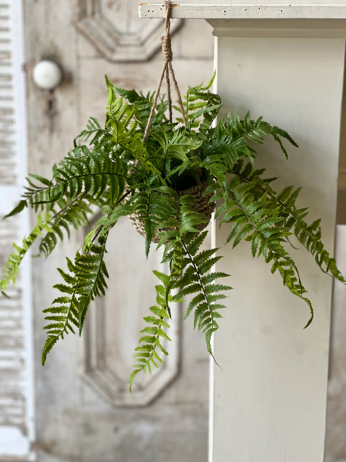 Boston Fern in Hanging Basket