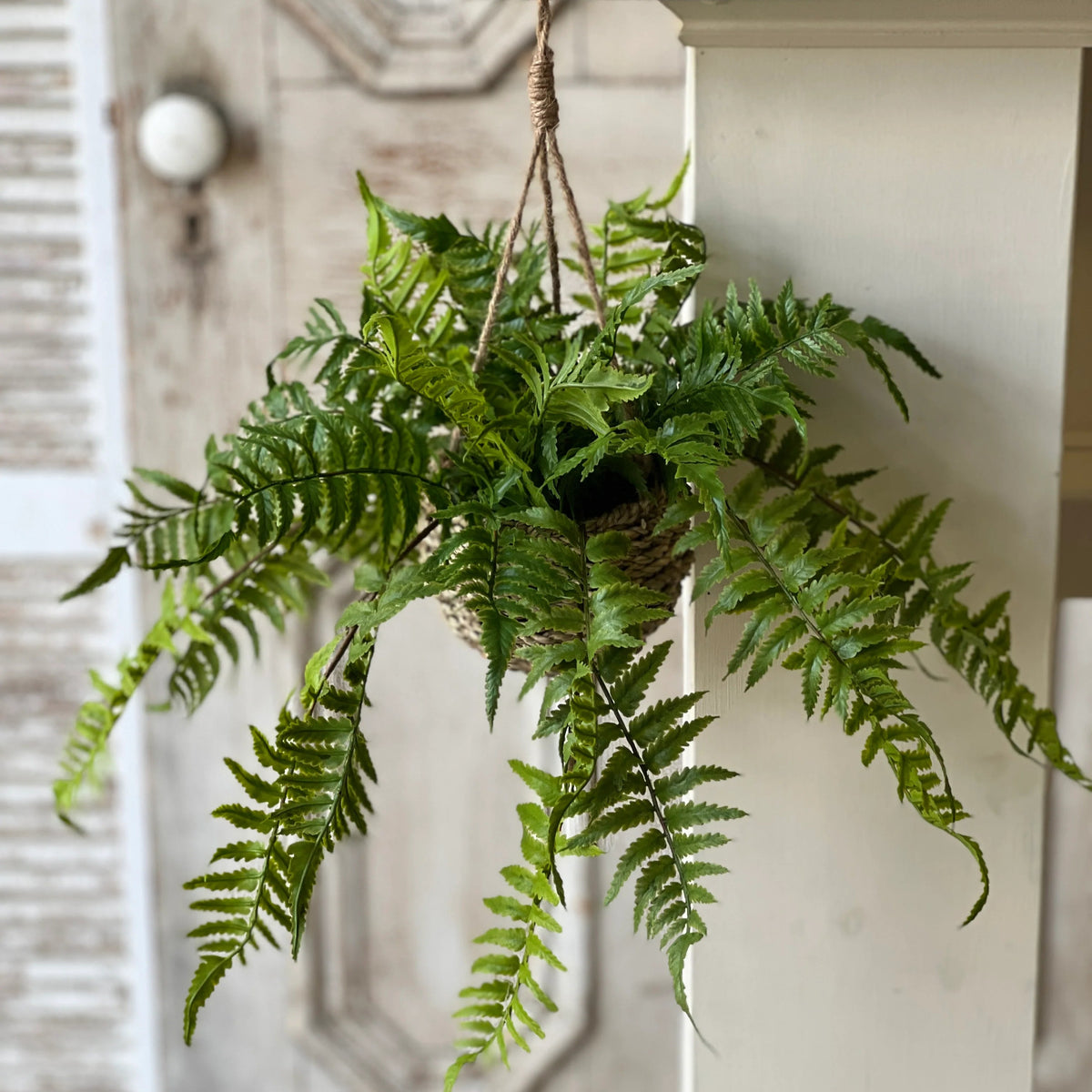 Boston Fern in Hanging Basket