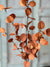 Harvest Eucalyptus Penny Leaf Stem | Burnt Orange