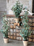 Garden Eucalyptus Potted Tree | 24-30"