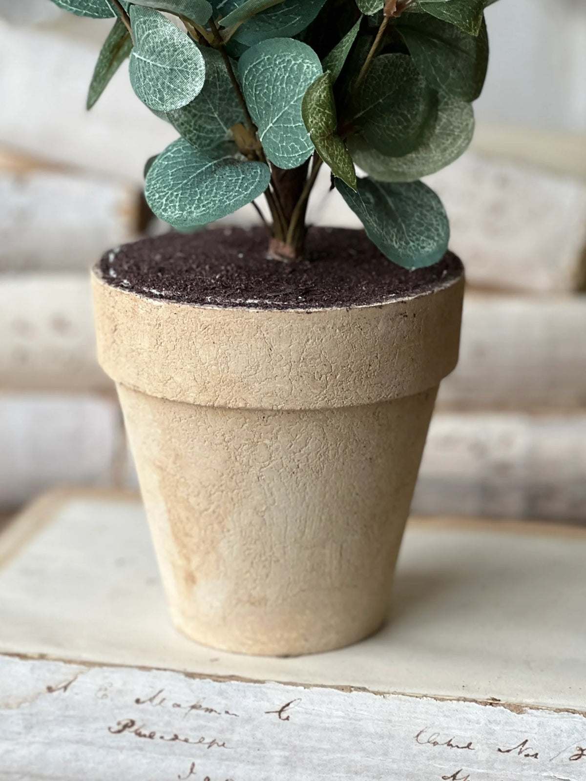 Garden Eucalyptus Potted Tree | 24-30&quot;